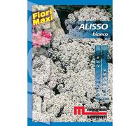 Semi fiori Alisso bianco