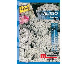 Semi fiori Alisso bianco