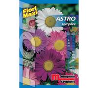 Semi fiori Astro semplice