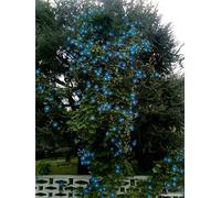 SEMI FIORI CAMPANELLA IPOMEA BLU RAMPICANTE AIUOLE VASO SEEDS SEMILLAS GRAINES S