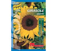 Semi fiori Girasole gigante
