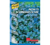 Semi fiori Non ti scordar di me