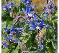 Semi Fiori per Api - Sementi Mellifere per Api - 1 kg - Semi per Apicoltura - Semi per Fiori Melliferi Borragine