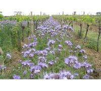 Semi Fiori per Api - Sementi Mellifere per Api - 1 kg - Semi per Apicoltura - Semi per Fiori Melliferi Facelia