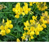 Semi Fiori per Api - Sementi Mellifere per Api - 1 kg - Semi per Apicoltura - Semi per Fiori Melliferi Ginestrino