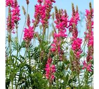 Semi Fiori per Api - Sementi Mellifere per Api - 1 kg - Semi per Apicoltura - Semi per Fiori Melliferi Lupinella