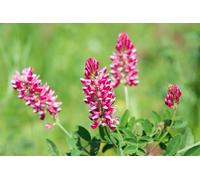 Semi Fiori per Api - Sementi Mellifere per Api - 1 kg - Semi per Apicoltura - Semi per Fiori Melliferi Sulla