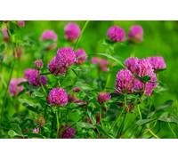 Semi Fiori per Api - Sementi Mellifere per Api - 1 kg - Semi per Apicoltura - Semi per Fiori Melliferi Trifoglio Violetto