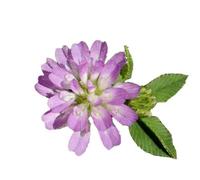 Semi Fiori per Api - Sementi Mellifere - Trifoglio Resupinato - 1 kg - Semi per Apicoltura