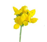 Semi Fiori per Api - Semi di Ginestrino (Lotus corniculatus) 1 kg - Sementi Mellifere per Api - Pianta per Apicoltura e Foraggio - Alta Resistenza alla Siccità