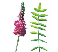 Semi Fiori per Api - Semi di Lupinella (Onobrychis viciifolia) 1 kg - Pianta Mellifera e Foraggera - Sementi per Api, Pascolo e Terreni Poveri - Fioritura Ricca di Nettare