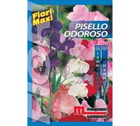 Semi fiori Pisello odoroso