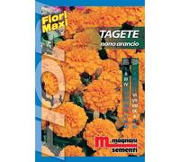 Semi fiori Tagete nano arancio Arancio