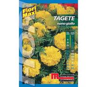 Semi fiori Tagete nano giallo Giallo