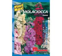 Semi fiori Violaciocca nana