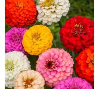 Semi fiori ZINNIA A FIOR DI DALIA MIX In Busta Ermetica MADE IN ITALY Qualità superiore con 95% di germogliazione con istruzioni