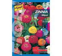 Semi fiori Zinnia lilliput