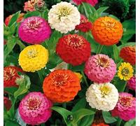 Semi fiori ZINNIA NANA DOPPIA MIX In Busta Ermetica MADE IN ITALY Qualità superiore con 95% di germogliazione con istruzioni