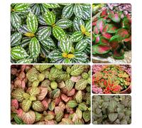 semi Fittonia ornamentali ufficio resistenti Aiuole rialzate giardino interno 500pcs