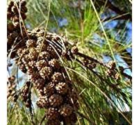 Semi Fiume Oak Tree (Casuarina cunninghamiana) 50 + Seeds (50+) Seeds ONLY