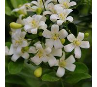 semi foglie di curry riverdimento tetti giardino interni decorazione balconi resistenti selvatici giardino rocce interni 100pcs