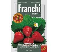 SEMI FRAGOLA 4 STAGIONI FRANCHI SEMENTI