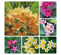 semi frangipane resistenti, al pieno sole giardino 30pcs