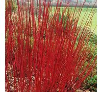 Semi Freschi - Cornus Alba Rosso Cortecciato, Sanguino Sibérie (Cornus Alba) 35 Semi
