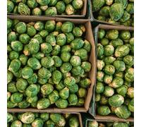 semi freschi di cavoletti di Bruxelles, biologici giardino, indoor, 100pcs