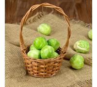 semi freschi di cavoletti di Bruxelles, invernali, giardino interno, biologici, balcone, resistenti 200pcs