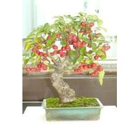 Semi freschi - Malus Sylvestris - 30 semi - SOW tutto l'anno Seeds ONLY