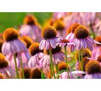 Semi freschi - Purple Coneflower - Star Ruby - 300 semi - Echinacea Purpurea