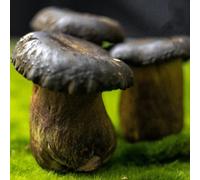 semi funghi porcini ufficio giardino d'appartamento balcone resistenti balcone 400pcs