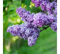 semi garofallo esotiche resistenti semi esotici alberi prato prato perenne resistente primavera 150pcs