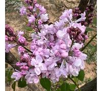 semi garofallo esotiche resistenti semi esotici prato prato perenne resistente primavera 150pcs