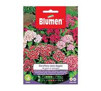 SEMI GAROFANO POETI NANO DOPPIO MIX BLUMEN