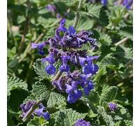 semi gatera semi da balcone, perenni silvestri decorativi resistenti 200pcs