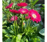semi Gerbera giardino precoce ornamentali di al coperto rampicante sempreverde resistenti 450pcs