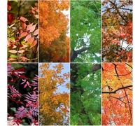 semi - giardino di in resistenti per il balcone decorativi giardino rocce resistenti all'inverno per semi 55pcs