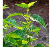 semi giardino rocce resistenti semi di perenne resistente che copre il terreno giardino decorativo balcone 100pcs