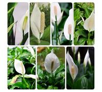 semi giglio pace balcone resistenti Aiuole rialzate il giardino interno d'appartamento ornamentali 800pcs