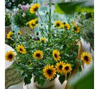 semi girasoli giardino interni giardino che amano l'ombra, resistenti perenni resistenti al sole pieno estate interni al 150pcs