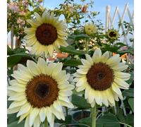 semi girasoli resistenti all'aria aperta perenni resistenti al pieno sole giardino interno primavera che amano l'ombra, balcone con letti 550pcs