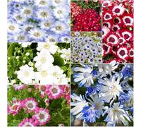 semi giunti giardino di selvaggi giardino esotici semi - Cineraria interno Pericallis 500pcs