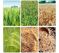 semi grano decorazione balconi inverno bonsái interni giardino interni medicinali letto elevato giardino balcone resistenti 500pcs