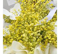 semi gypsophila autunnali, resistenti, selvatici balcone giardino tetti verdi vaso 80pcs