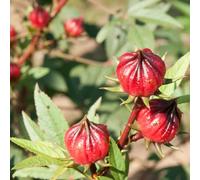 Semi Hibiscus Sabdariffa - selvaggio, autunno, perenne tagliate medicinali giardino serre balcone cucina selvaggio balcone giardino 10pcs