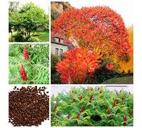Semi Horn sommacco di semi reale Seed 100 Pz Rhus typhina Semi Sommacco Albero Magnoliophyta forte adattabilità Stag