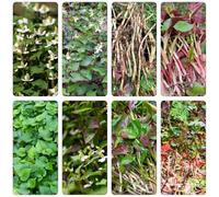 semi Houttuynia cordata - resistente all'aperto giardino rocce balcone letti elevati selvatici cucina bonsái 400pcs