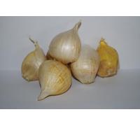 Semi in bulbo (Aglione, Dieci bulbi)